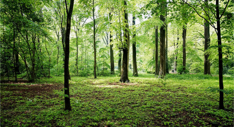 Forrest of trees